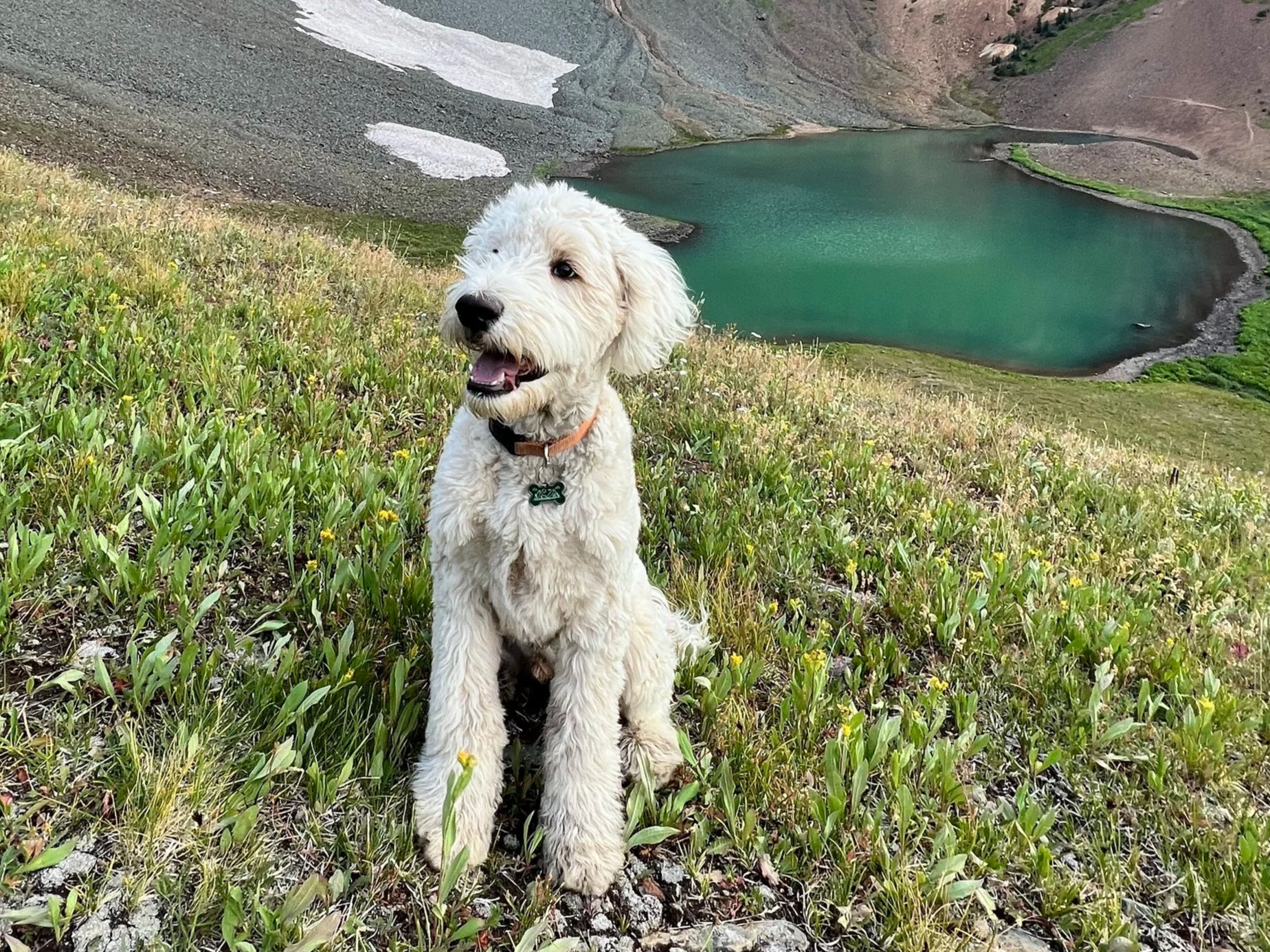 A white curly-haired dog sitting in a grassy area on a hillside overlooking a mountain lake with steep rocky slopes in the background.