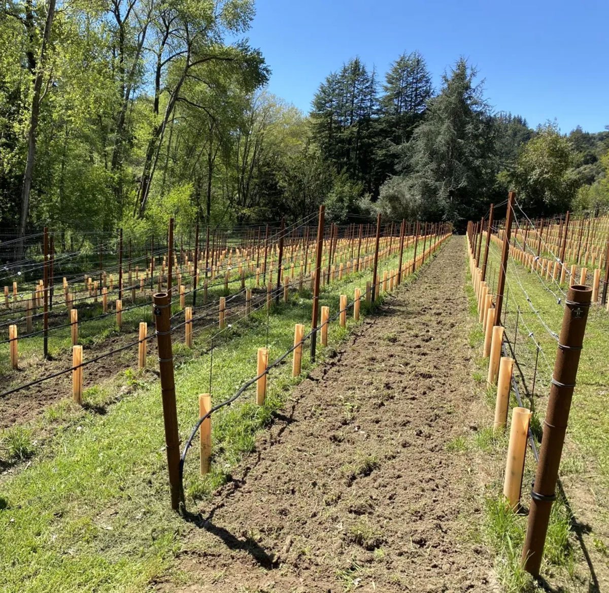 A freshly planted 3P Wines vineyard