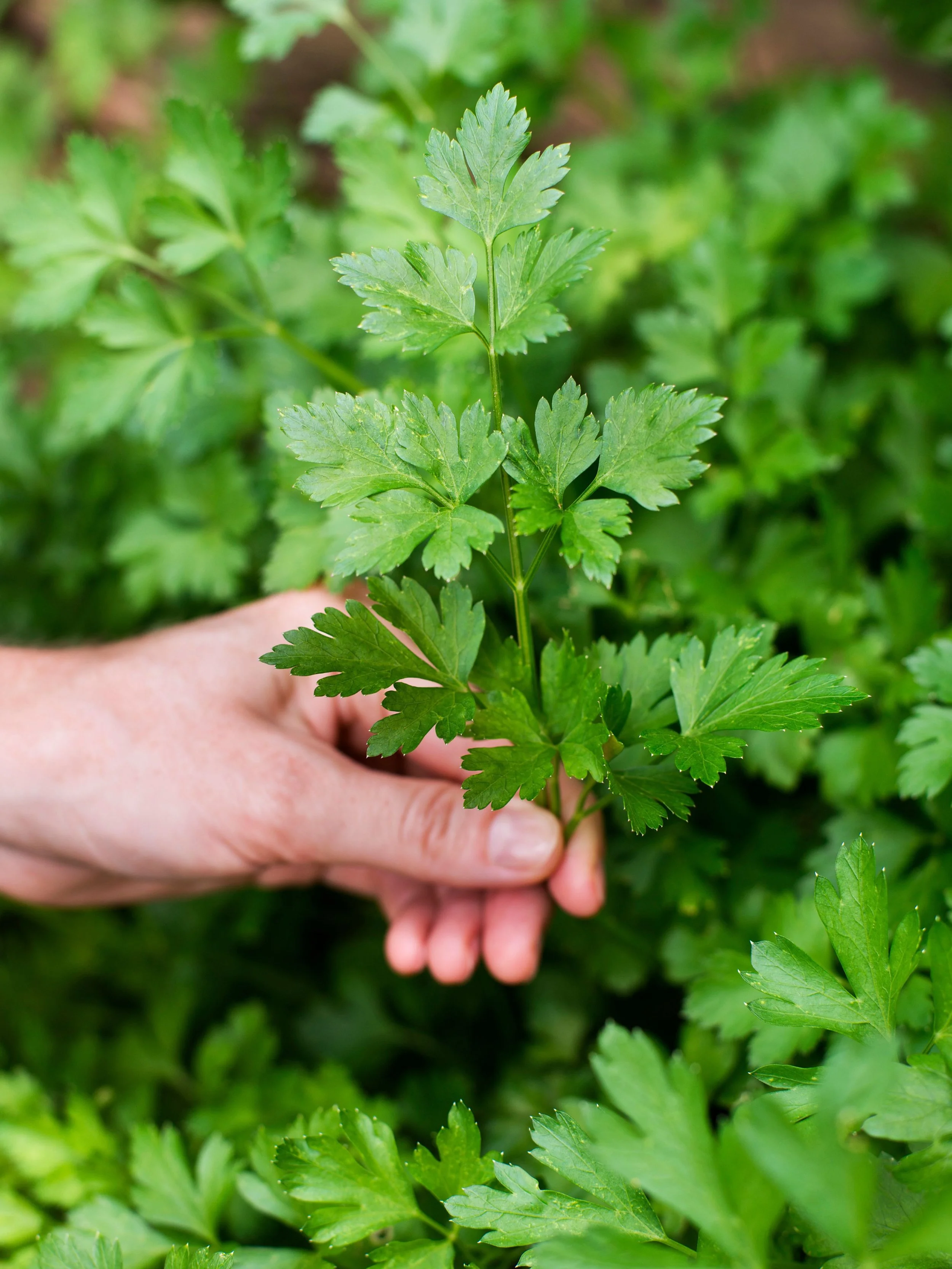 Weekend Project: Start an Herb Garden — Plant Depot