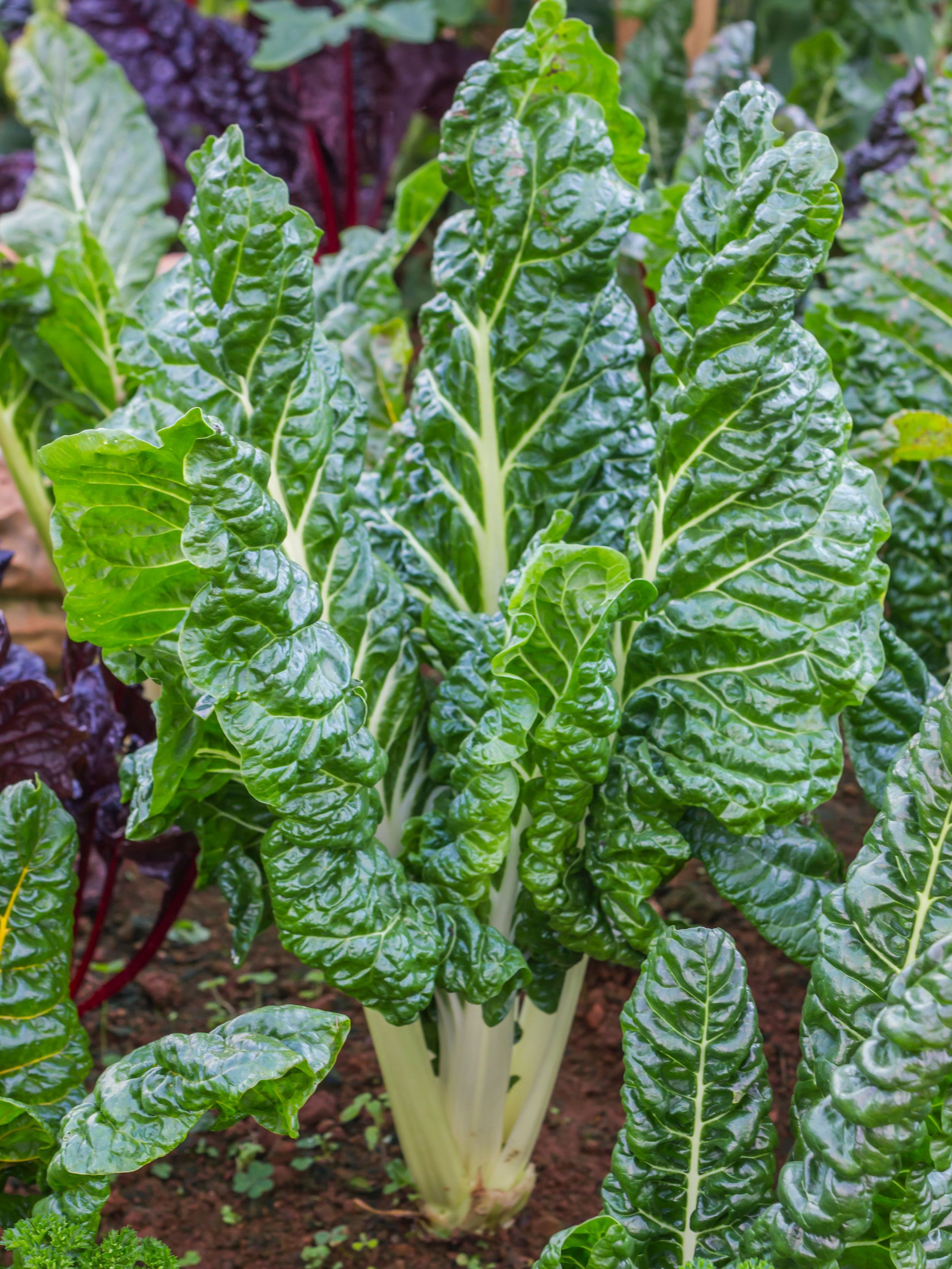 Starting a Vegetable Garden — Plant Depot