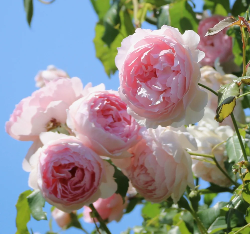 The Nursery — Plant Depot