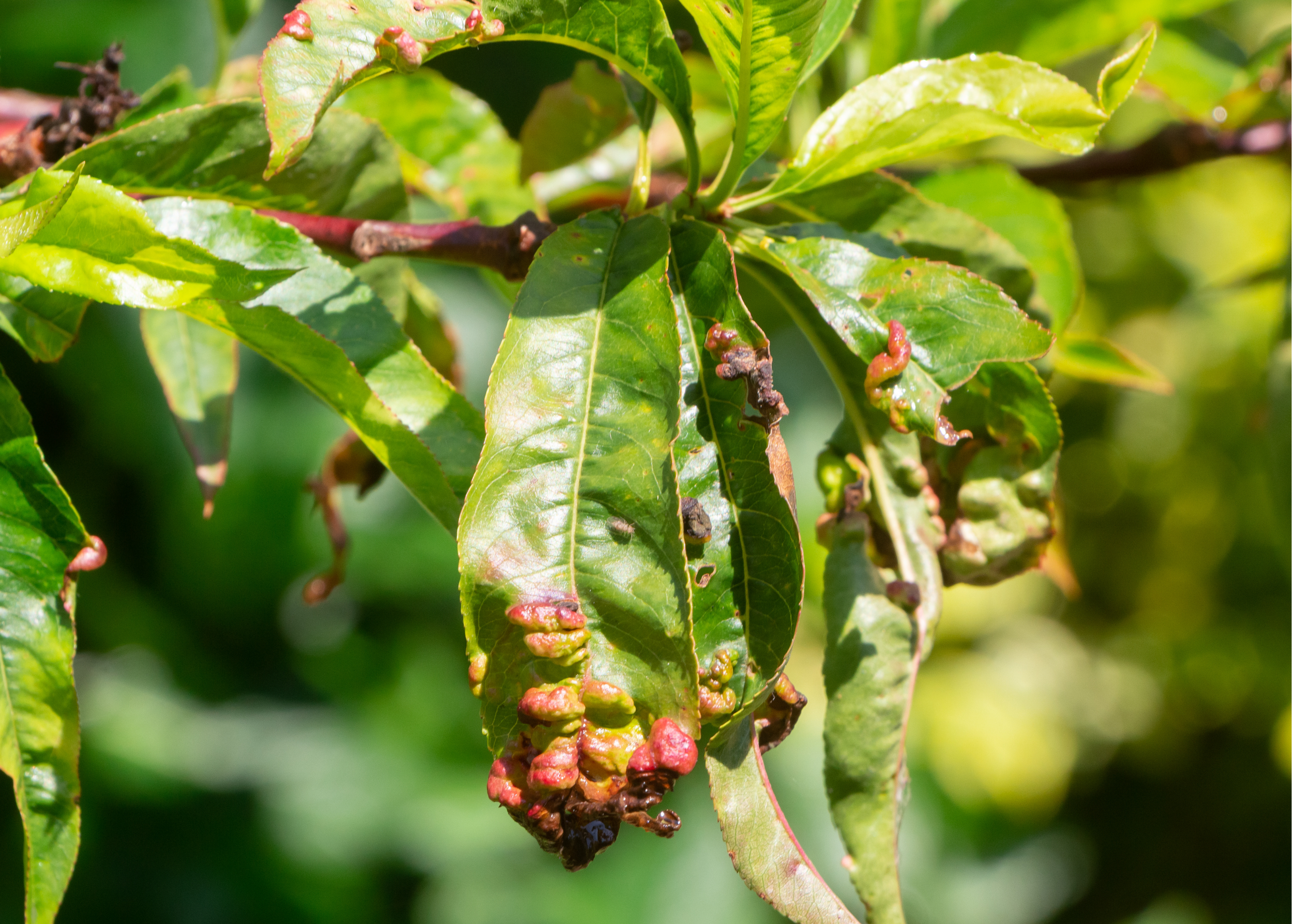 Disease Control Guide: Peach Leaf Curl — Plant Depot