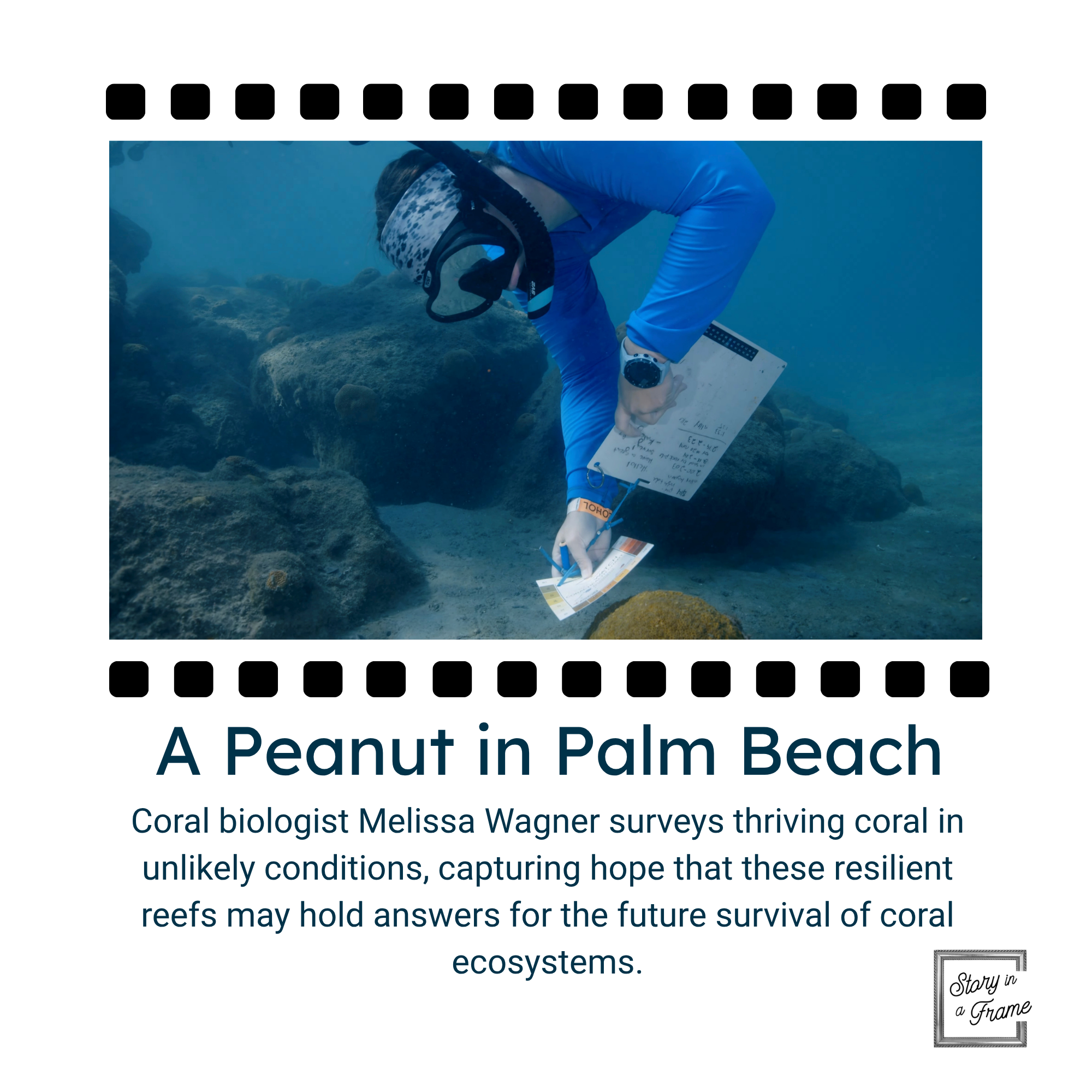 SIAF_A Peanut in Palm Beach.png