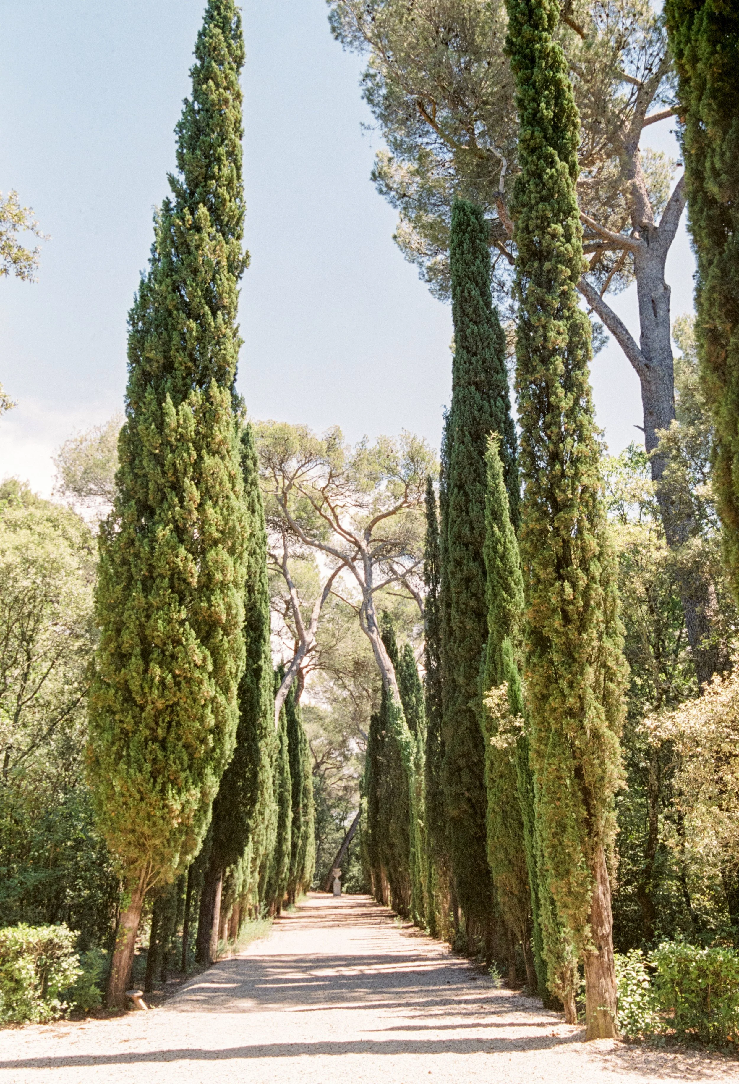 Cypress alley.jpg