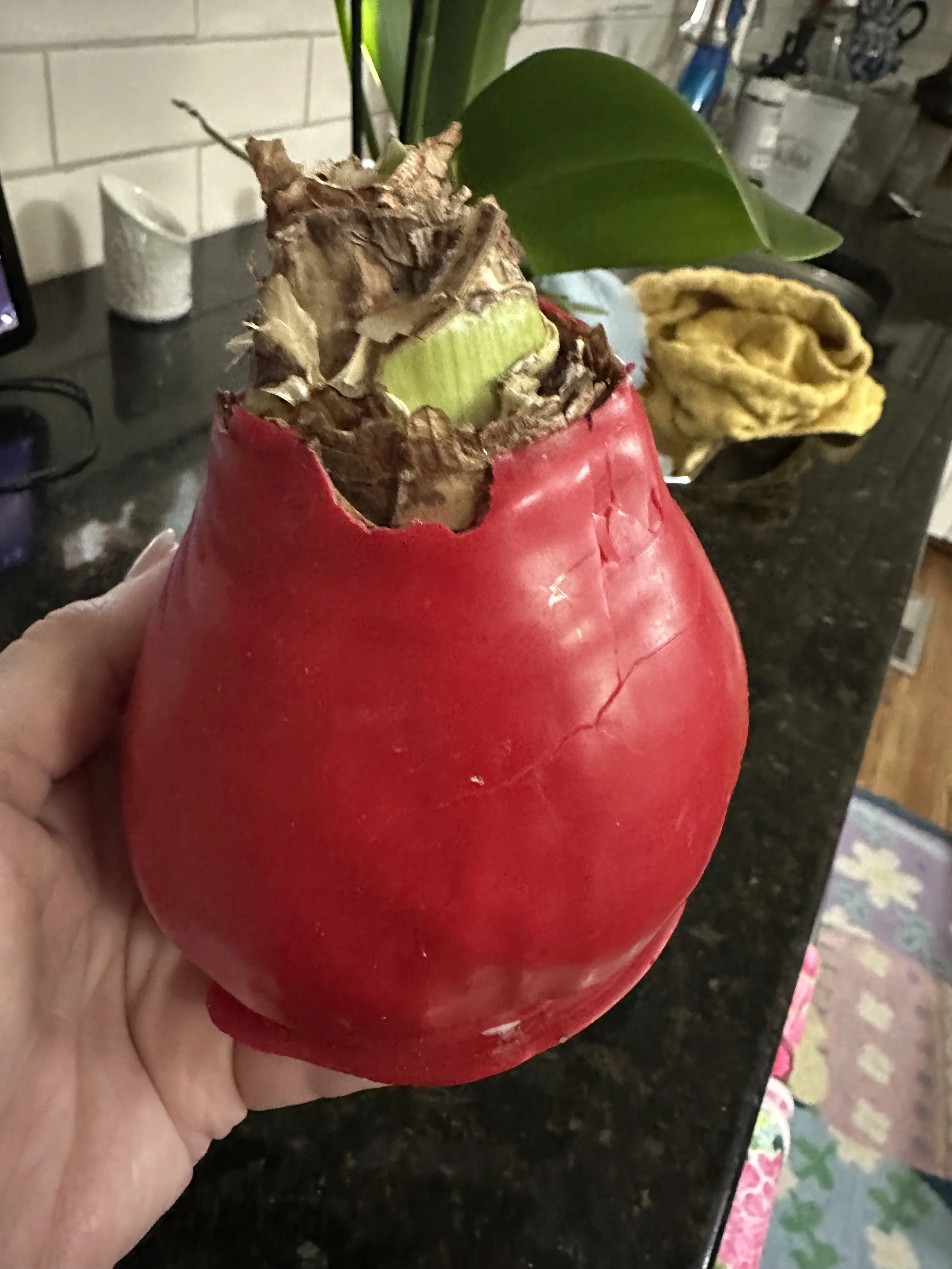       
  
    She gave it to me at Christmas 2024. It was blooming so beautifully when she handed it to me, and I remember thinking it was the perfect gift to enjoy through the holidays and for months afterward.  And it did. It bloomed and bloomed… u