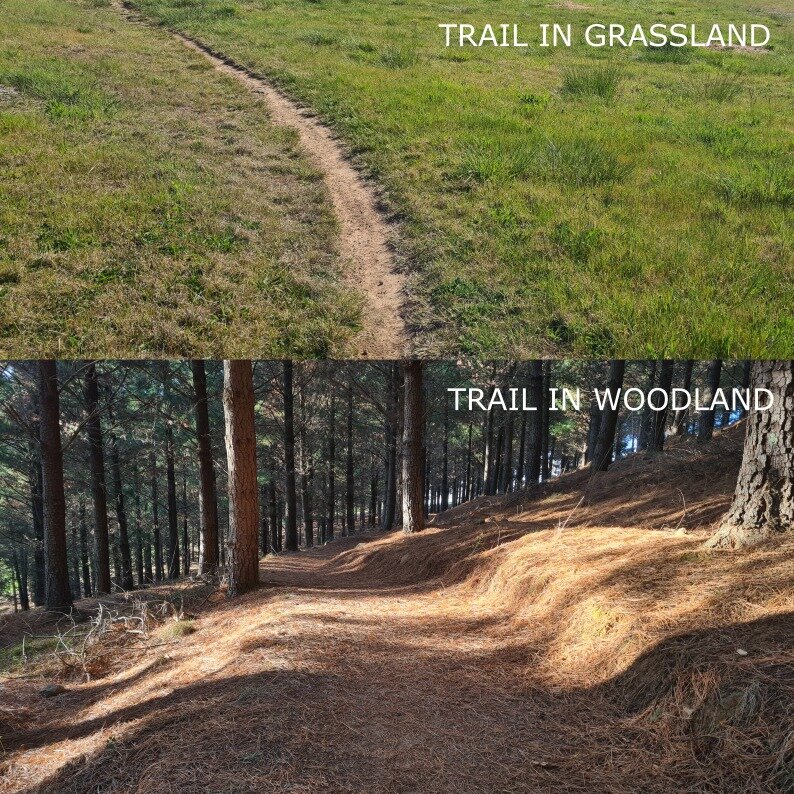 Over the years involved in trail building, I've noticed how trails in the forest stay in much better condition than those in open grassland.

This is a prime example from a recent trail audit I completed. Both trails were built at the same time, at t
