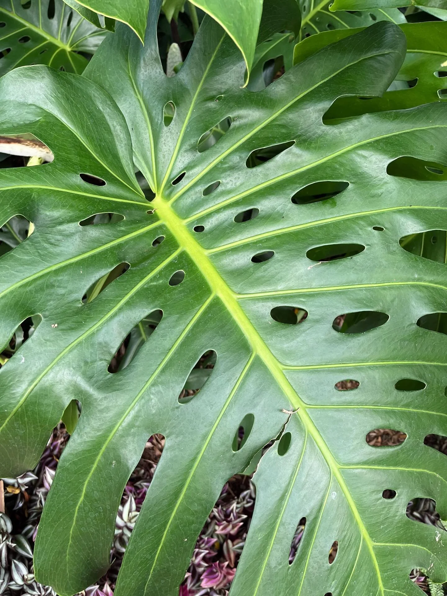 **digital grass touch**