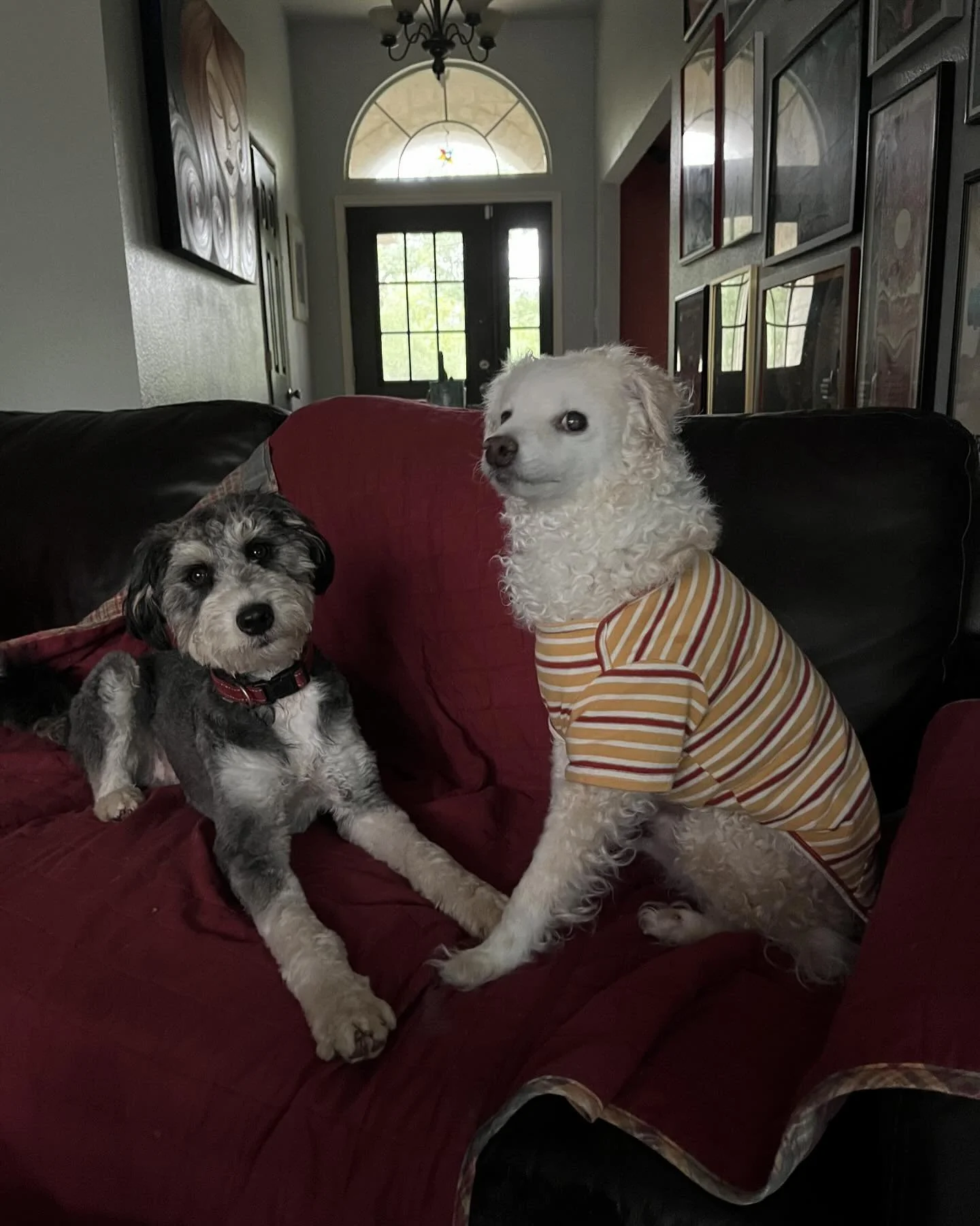 Welcome back to camp Watson! Looks like he already made a new camp buddy after the welcome committee sniffed him out. 😁🐾❤️

#welovedogs #dogsofsanantonio #dogdaycare #dogboarding #kennelfree