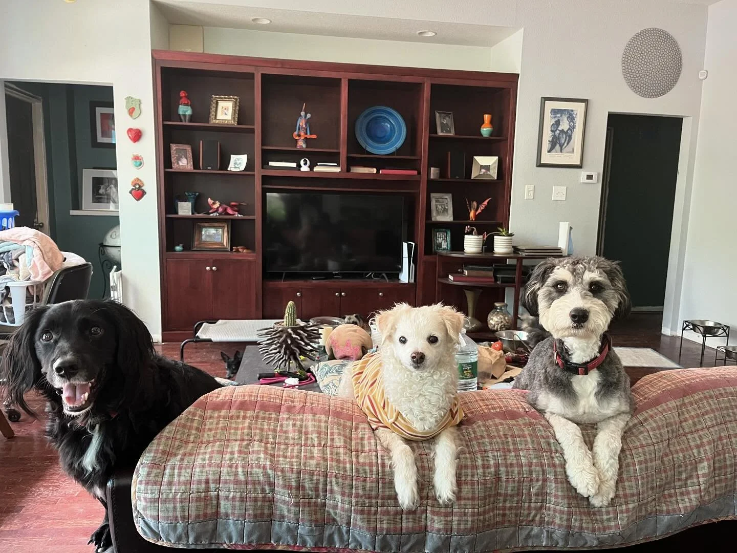 Niko, Watson and Mochi smelling something good in the kitchen! 

#welovedogs #dogs #muttsofinstagram #dogsofinstagram ##dogsofsanantonio #sanantoniodogboarding #kennelfree