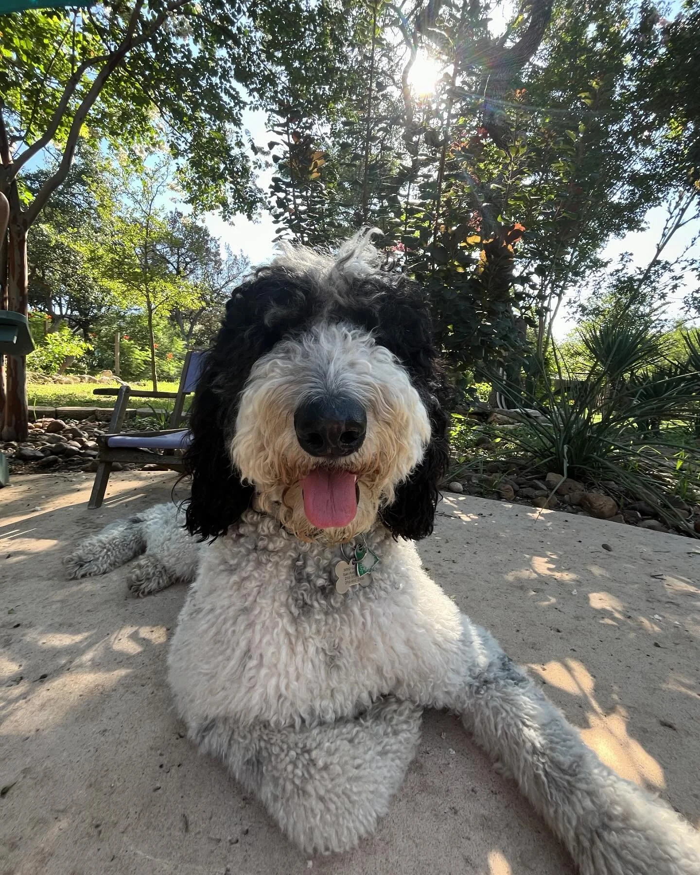 I would say we have some happy spoiled campers, would you agree? 

#dogs #welovedogs #doglife #dogsofinstagram #dogsofsanantonio #kennelfree #dogboarding #dogdaycare