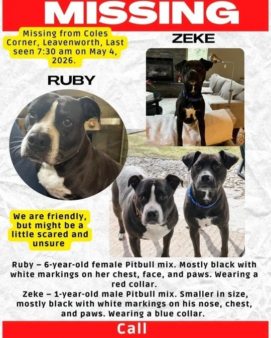 West side &amp; 509 friends &mdash; please read ❤️
Some good friends of the Squirrel Tree Resort are missing their beloved dogs from the Cole&rsquo;s Corner area of Leavenworth, and they are absolutely heartbroken.
Please keep an eye out when you&rsq