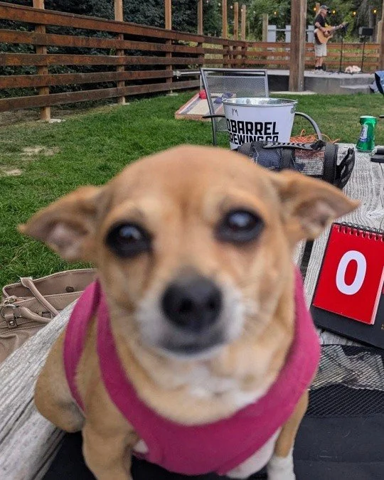 CORNHOLE TUESDAY &mdash; 6 PM 🎯🌲
Cali here again&hellip; 🐾
And yes, before you ask, Cornhole Tuesdays are BACK starting tomorrow &mdash; 5/26 &mdash; at the Squirrel Tree Resort. Honestly, the humans have been pacing around all week like this is t