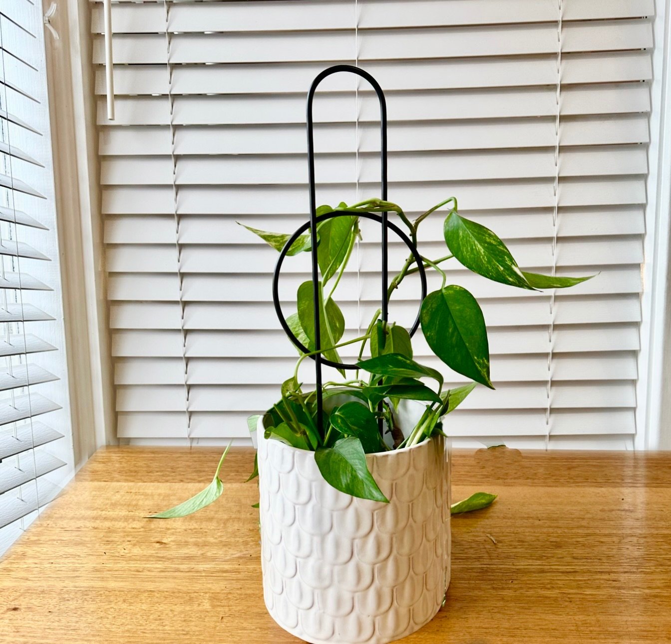 https://i.etsystatic.com/15784100/r/il/f2545c/5496169256/il_fullxfull.5496169256_lpz0.jpg