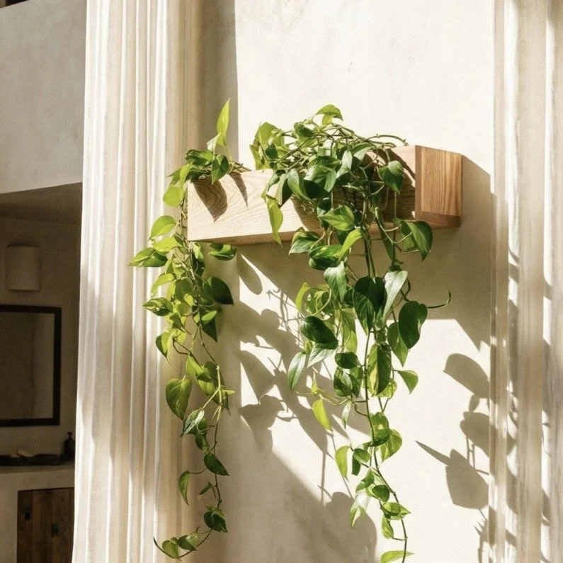 WALLY Wall Mounted Plant Shelf
