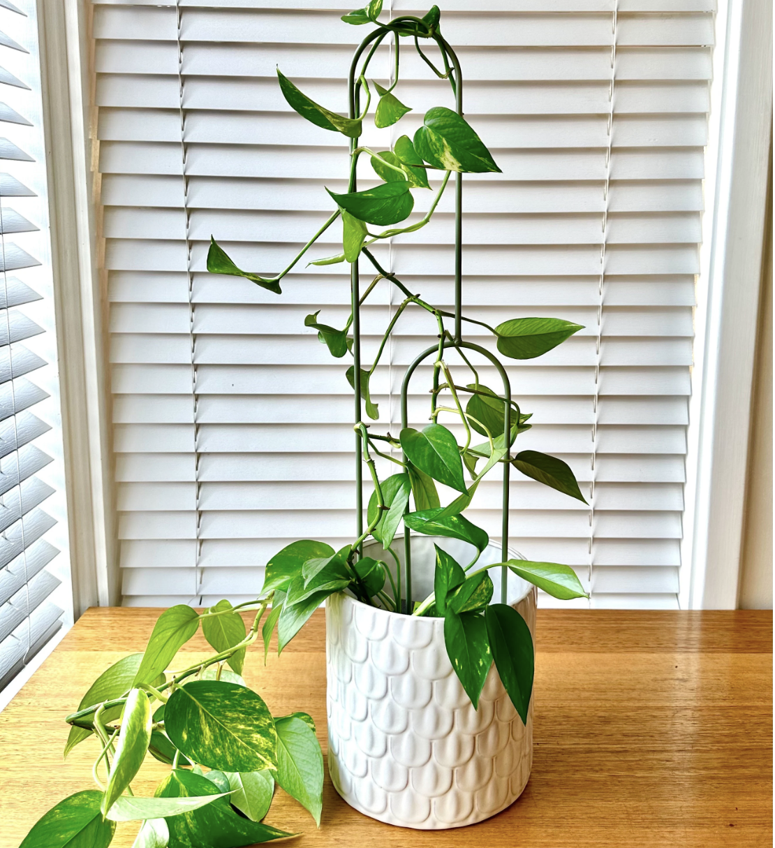 A potted pothos plant with green heart-shaped leaves and variegation, placed on a wooden surface in front of white window blinds.