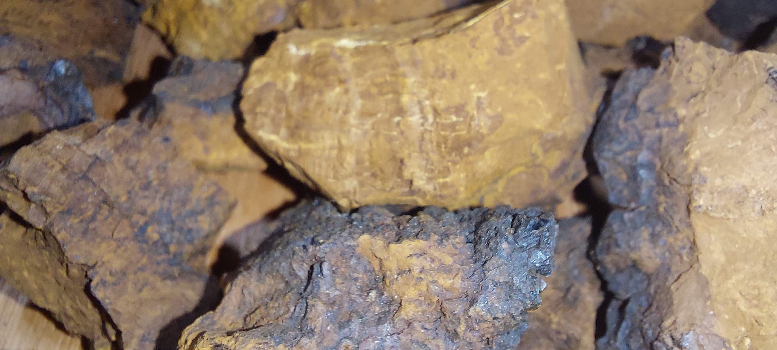 Chaga Close up.jpg
