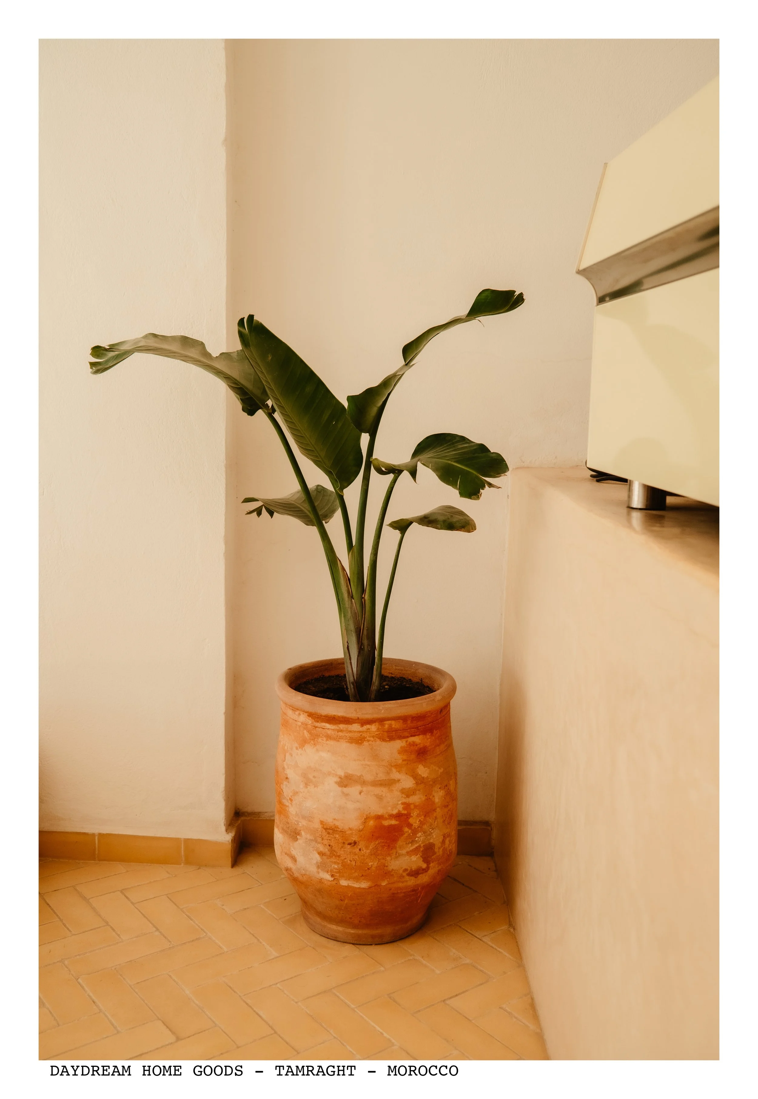 Daydream Home goods tamraght.jpg