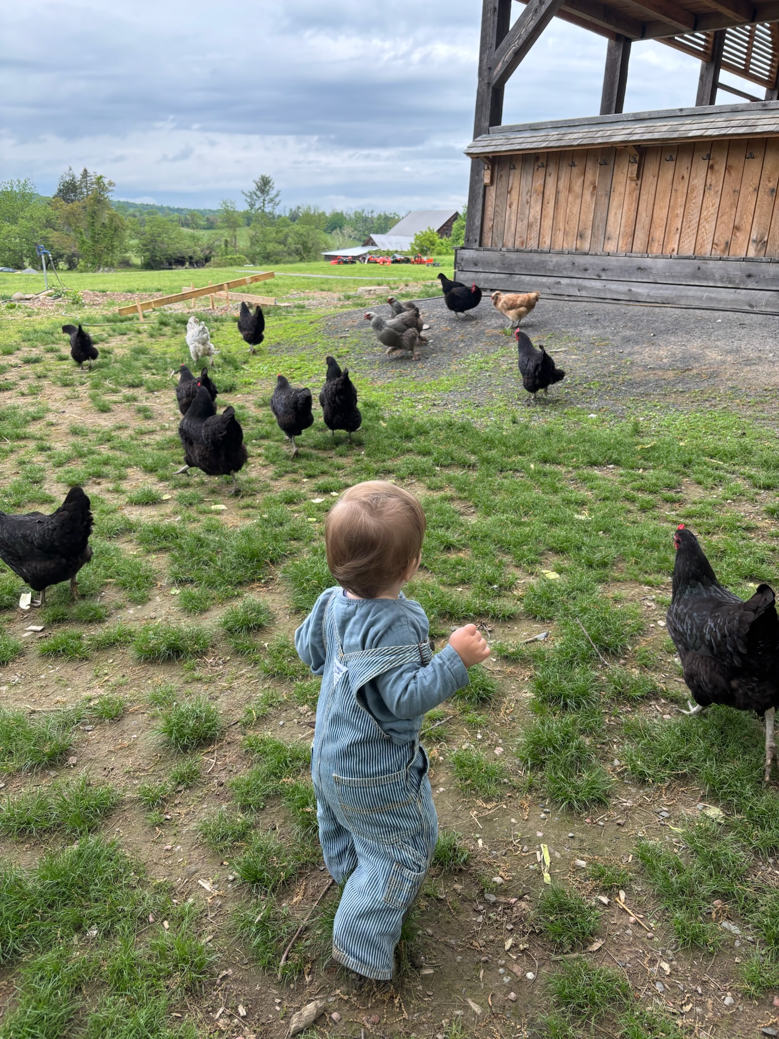 FrankieChickens.png