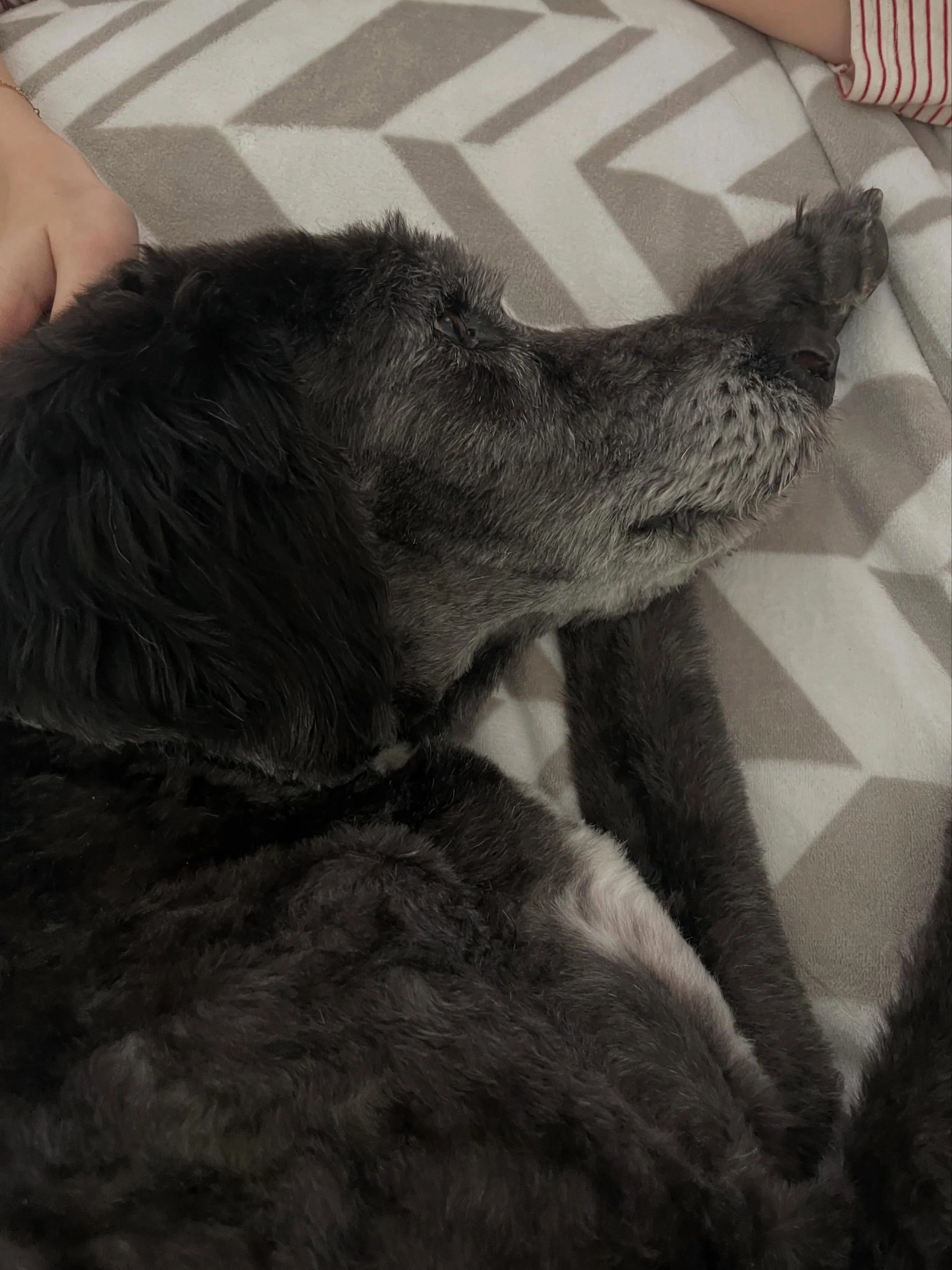 Sir 💔
Yesterday at 10:20 am my sweet beautiful best boy crossed the 🌈 bridge. If anyone knew Cassie and her doodles, they would know what I&rsquo;m going through goes beyond the normal pain threshold. 
He was surrounded by his loved ones and put to