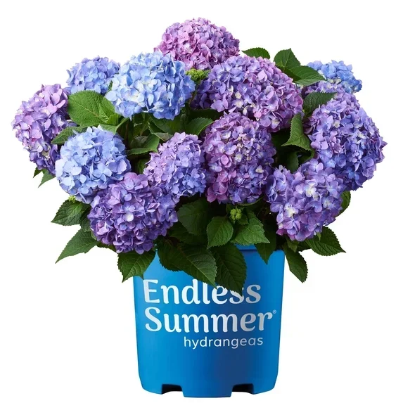 Endless-Summer-1G-Purple-Hydrangea-Bloomstruck-Live-Shrub-Grower-Pot-Full-Sun_a07aa6db-25b1-4b6a-b54a-772633c8de05.cb08b094fb109d9824f690894f94e39d.jpeg.webp