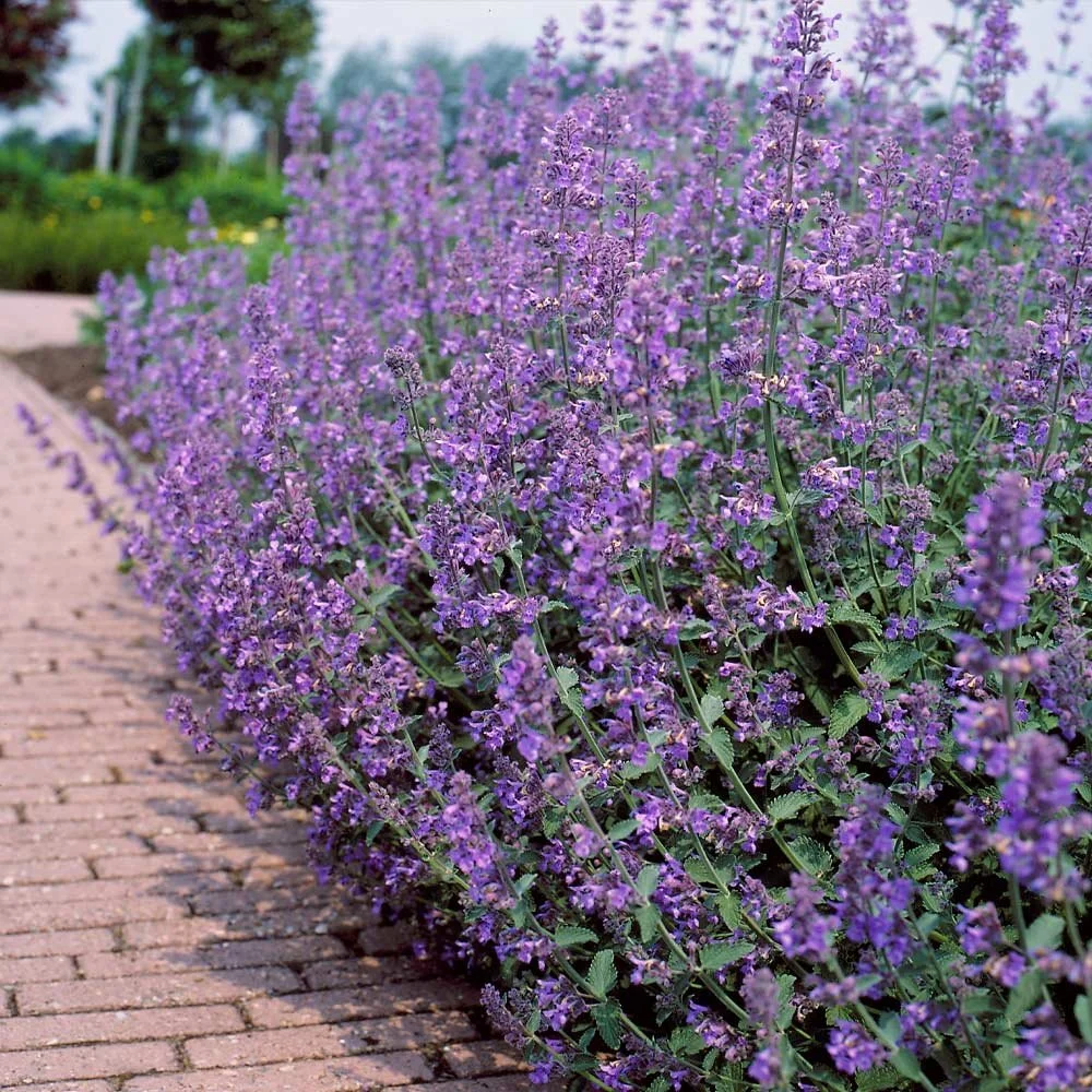 Catmint_Nepteta_Walkers_Low_FGT_1.jpg