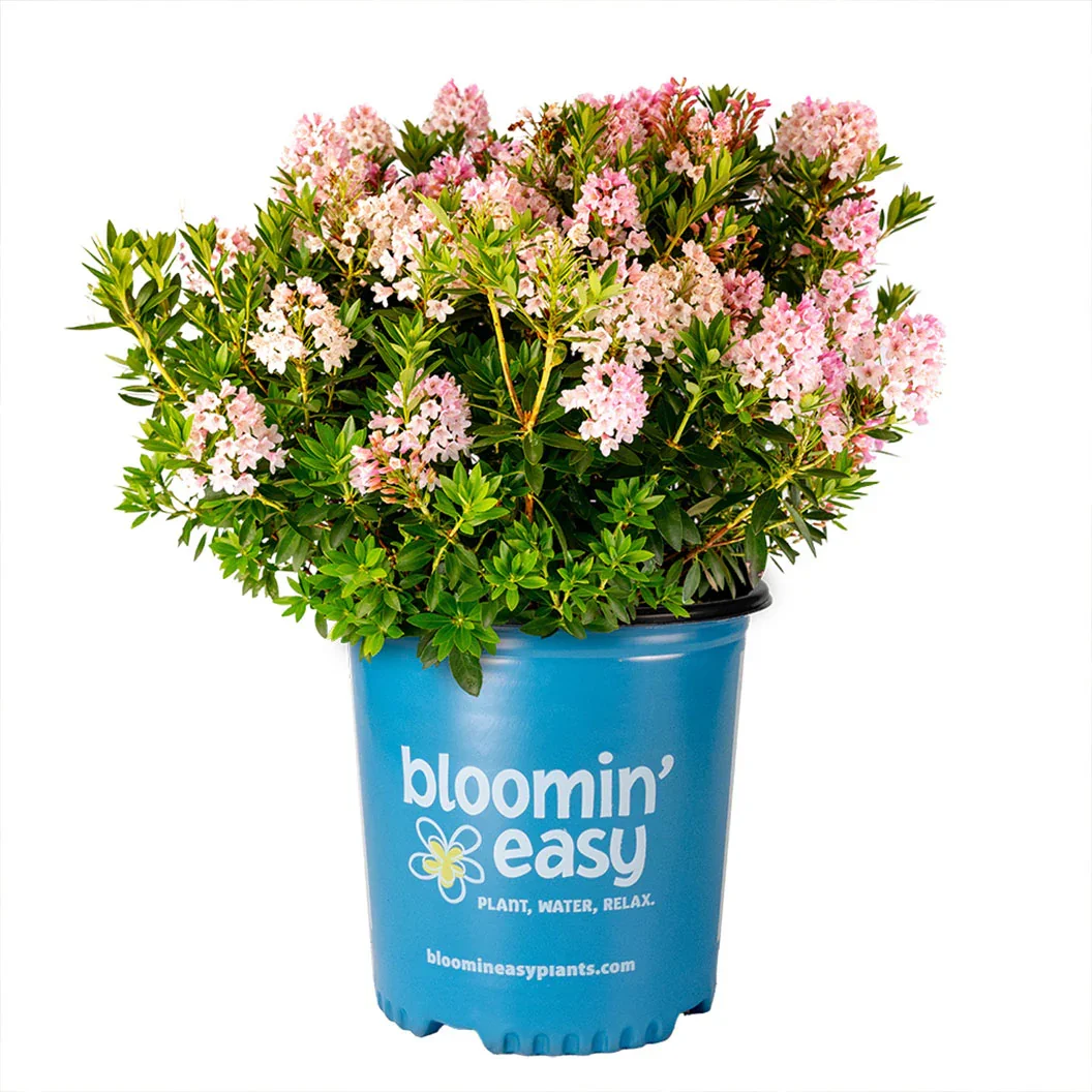 Bloombux-Blush-Rhododendron-Bush-2.jpg.webp