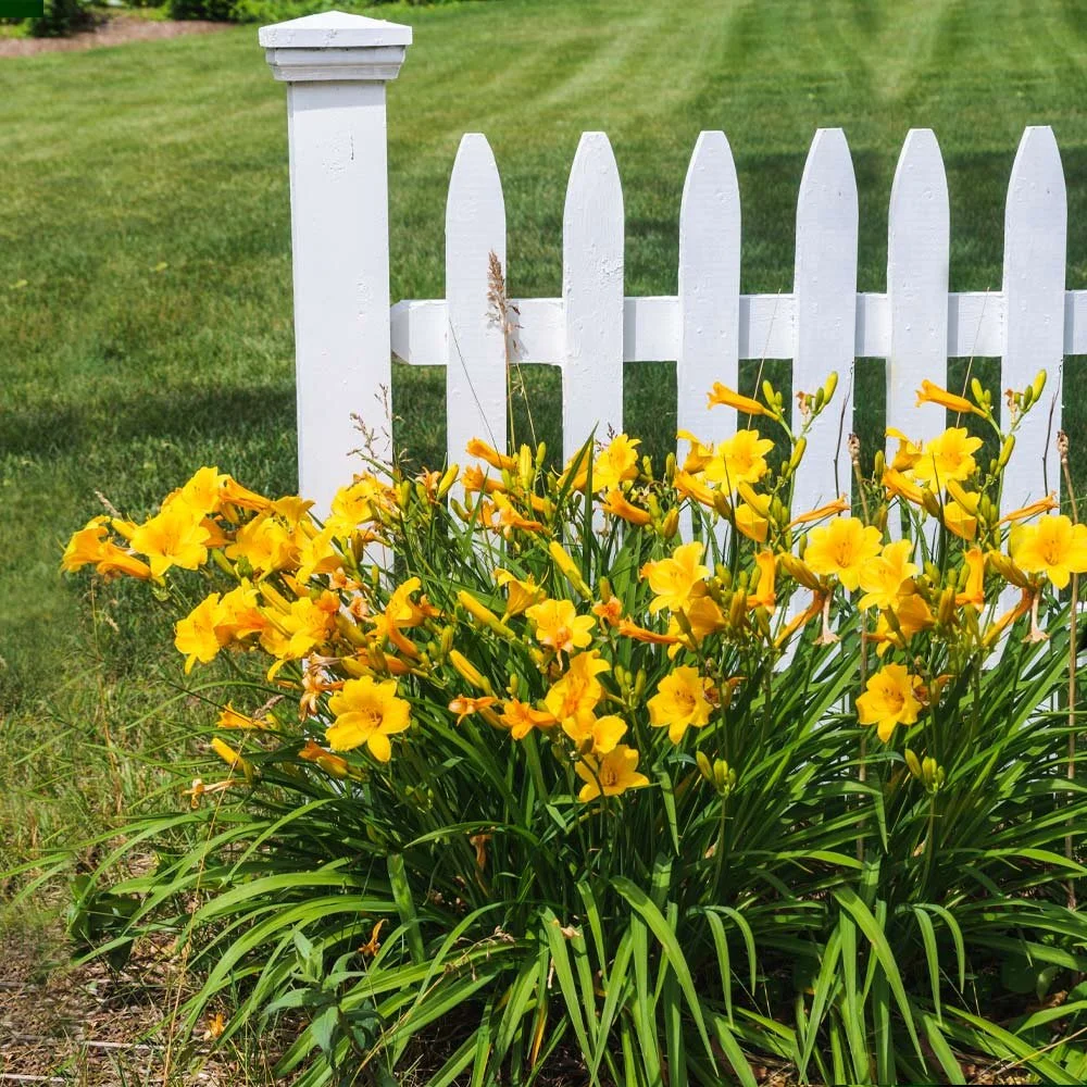Stella_De_Oro_Daylily_1_FGT.jpg