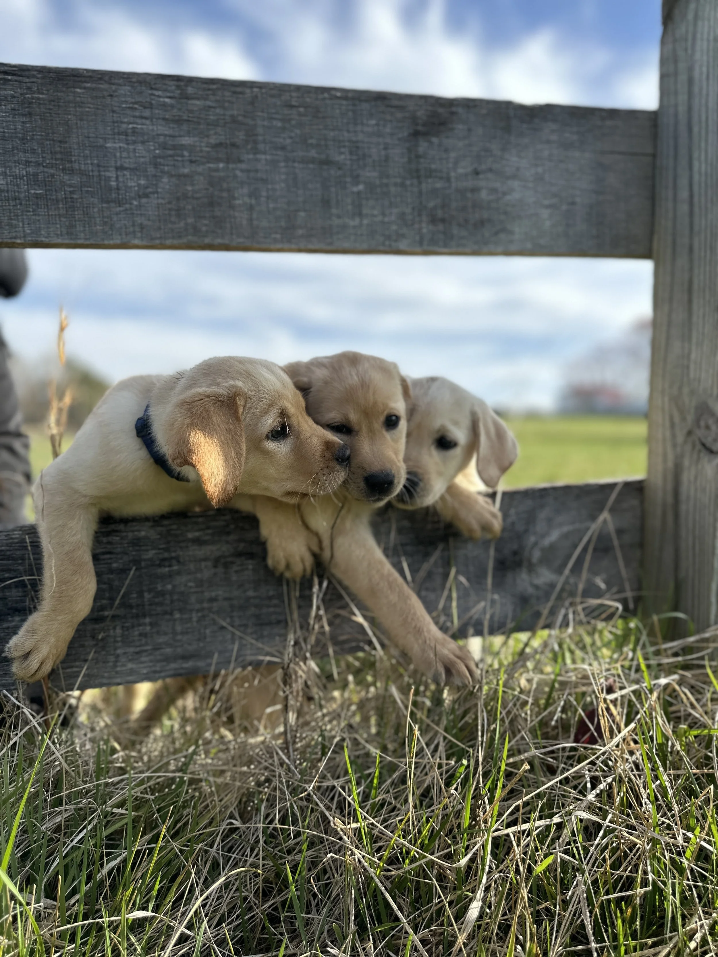 pup6.jpg