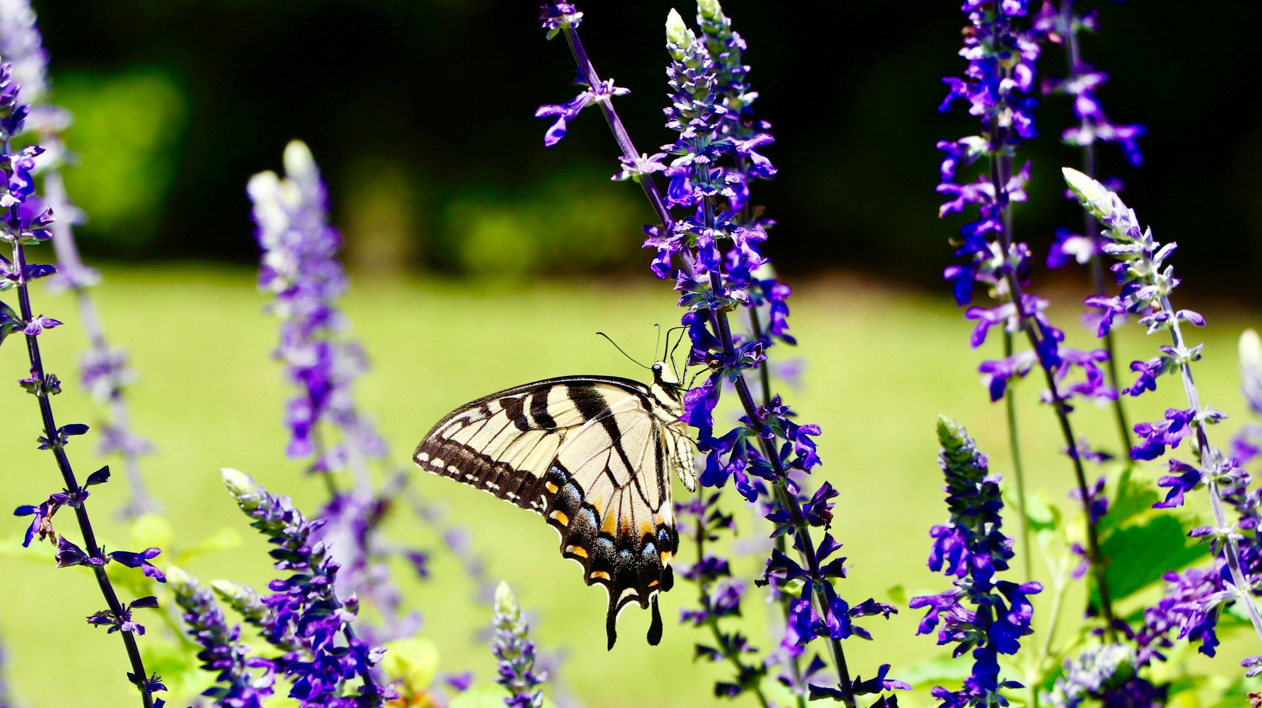 Juneteenth at Magnolia Plantation and Gardens
