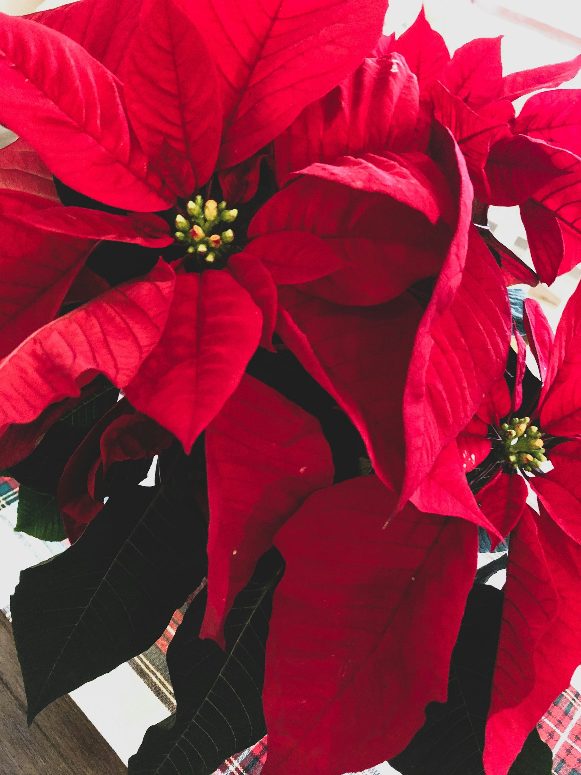 Holidays at the Newport Mansions