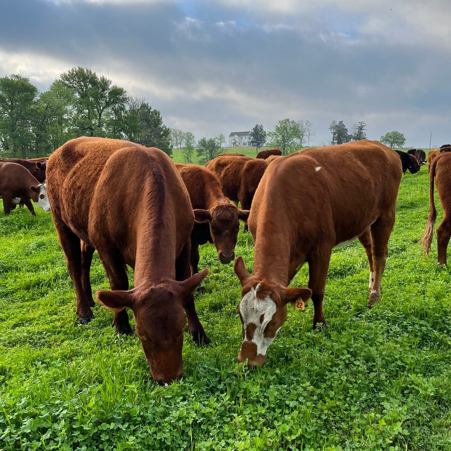 In 1850, my family settled our farm and immediately went about plowing the land for cash crops. Prior to that moment it had been a native grassland for thousands of years. Sadly, due to tillage, monocultures and the destruction of ecosystems, our far