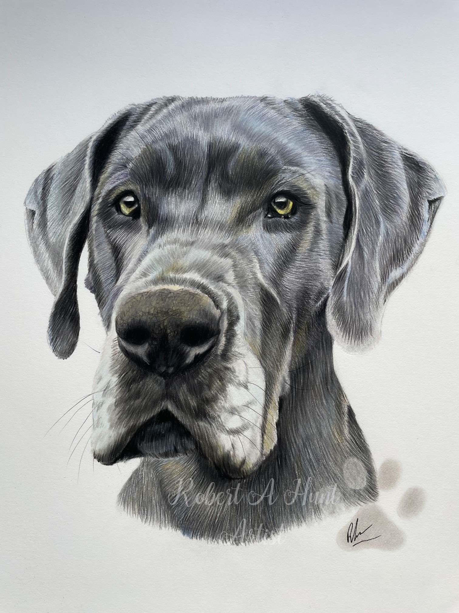 Robert Hunt Pet Portraits - Pencil