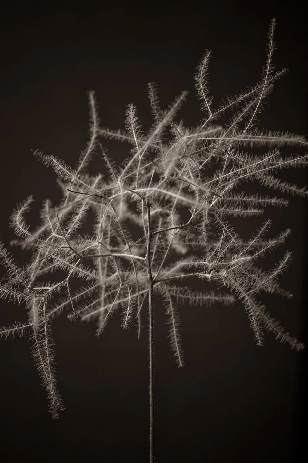 Macro photo of dried plant showing the intricate architecture of the natural world, black and white fine art photography

