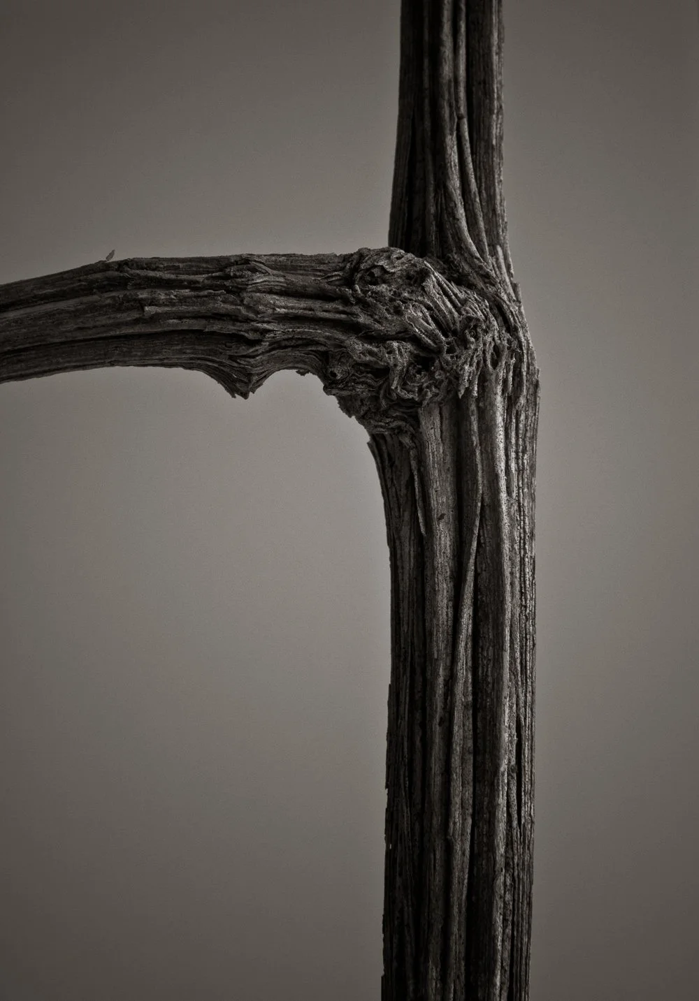 Dried root photographed in macro black and white shot, sinewy wood with intricate detail captured in detail
