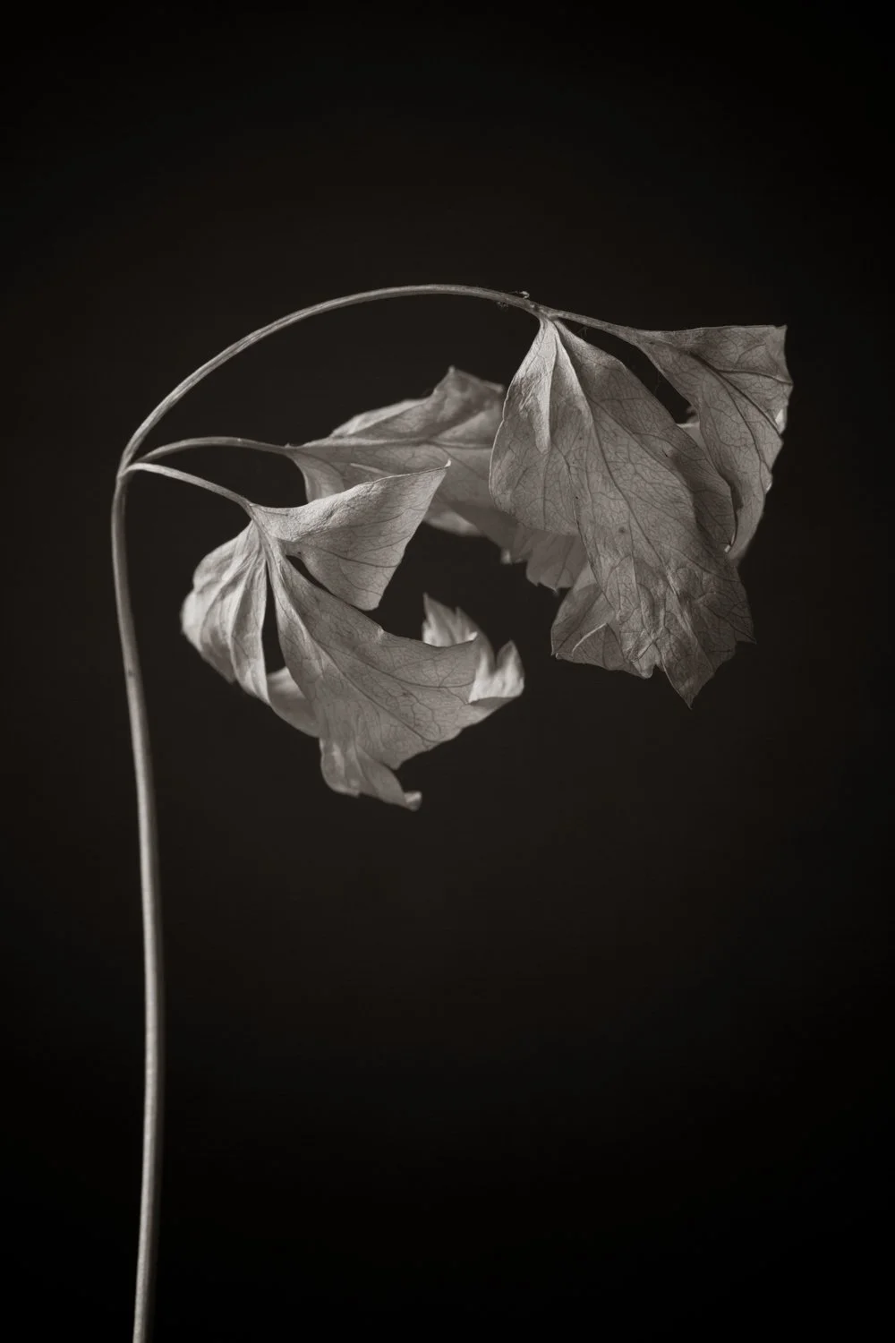 Curved stem and leaves in fine art black and white photo of natural beauty