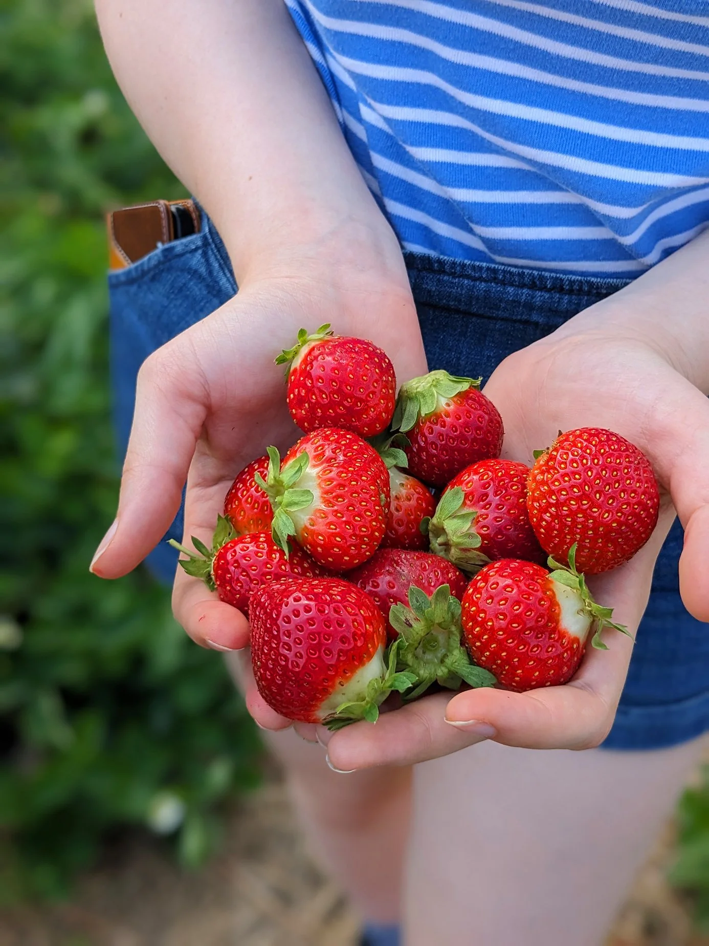 Close-up of small hands cupped full of freshly picked strawberries outside on a farm