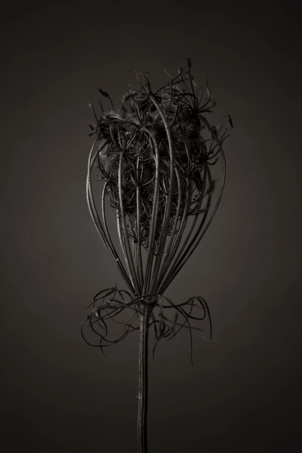 Dried plant with intricate natural architecture captured in fine black and white photography with moody lighting, shot in studio by Lionel May