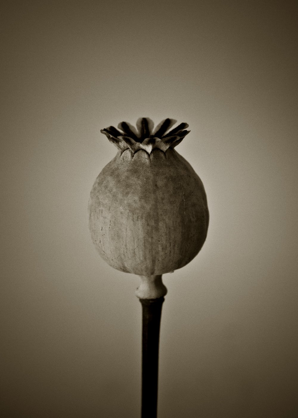 Plant seed pod, black and white fine art photo, beautiful studio lighting, sepia tint, natural architecture