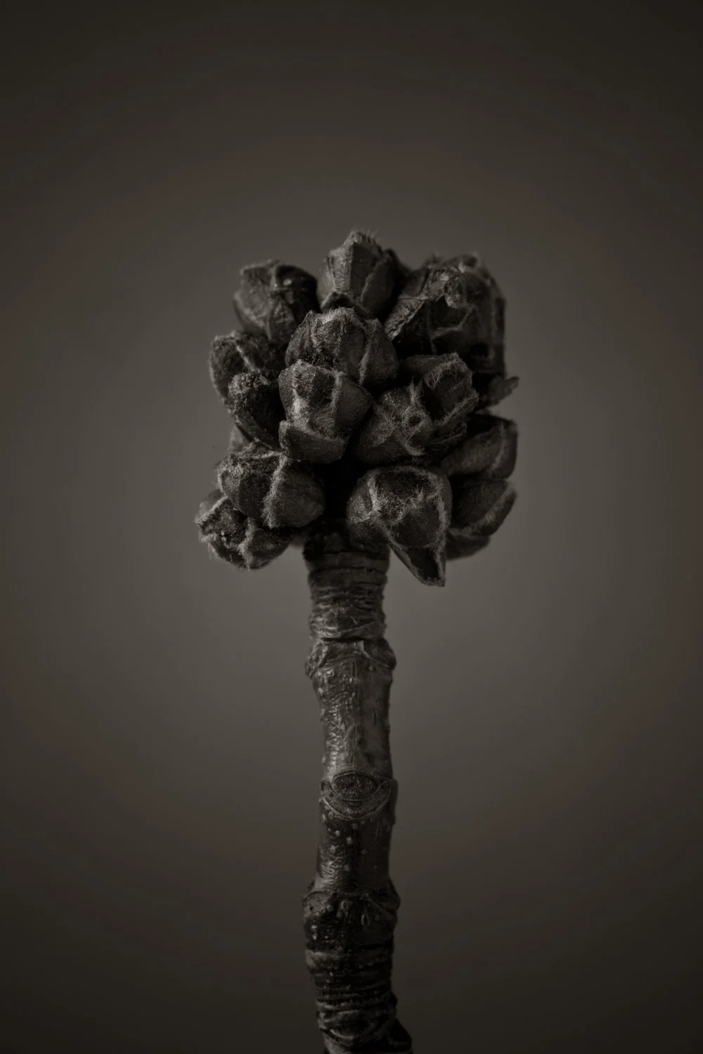Studio macro photo of plant, intricate natural architecture captured in moody black and white