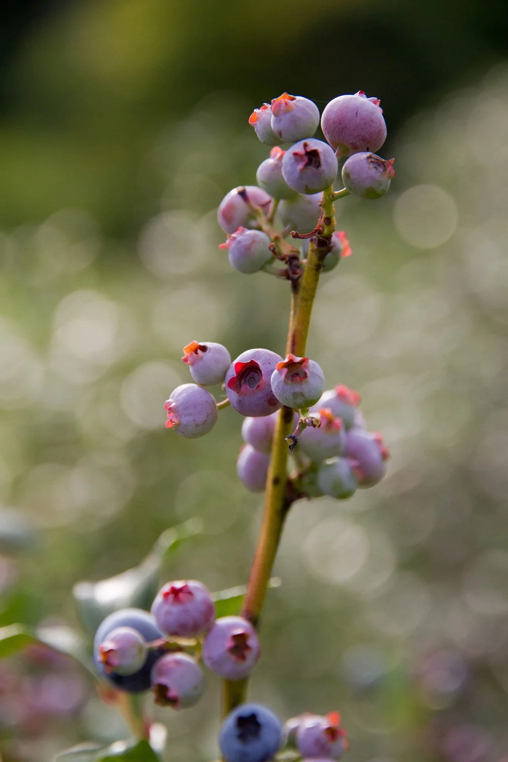 Close-up of ripening blueberries on the branch, dusty blue and pink tones against a soft green bokeh background.