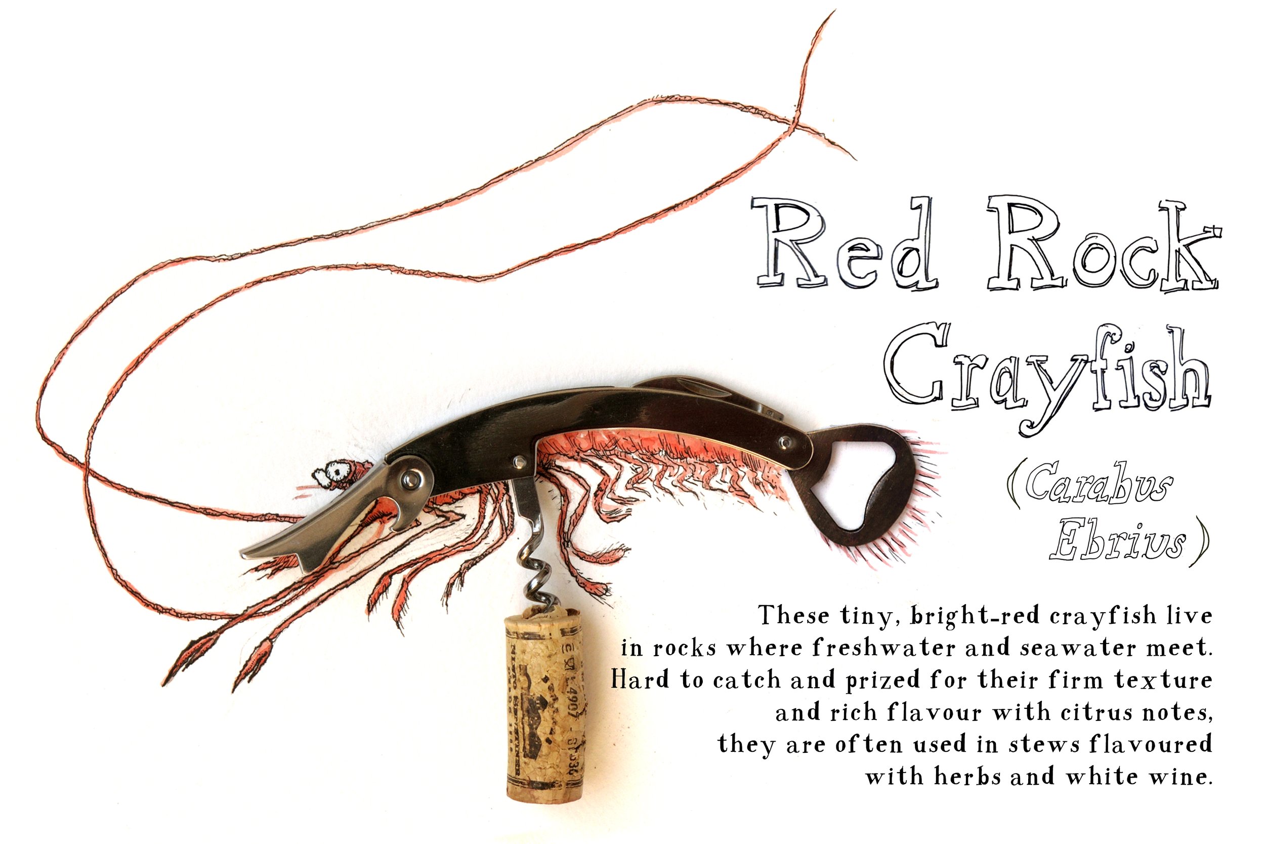 Found object art, shrimp with pencil and watercolor illustration