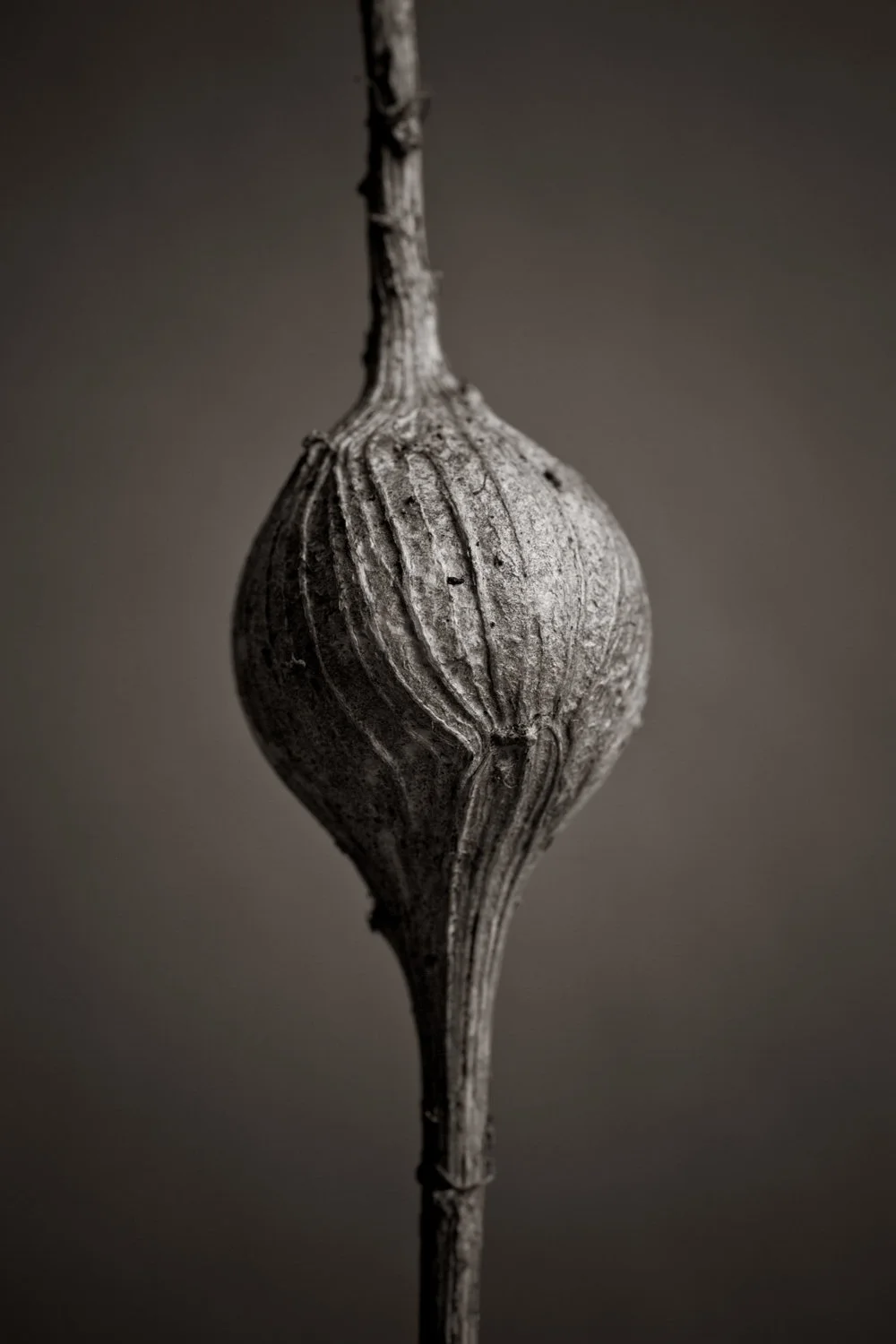 A macro photo of a round pod on a stem, studio photo with beautiful lighting. 