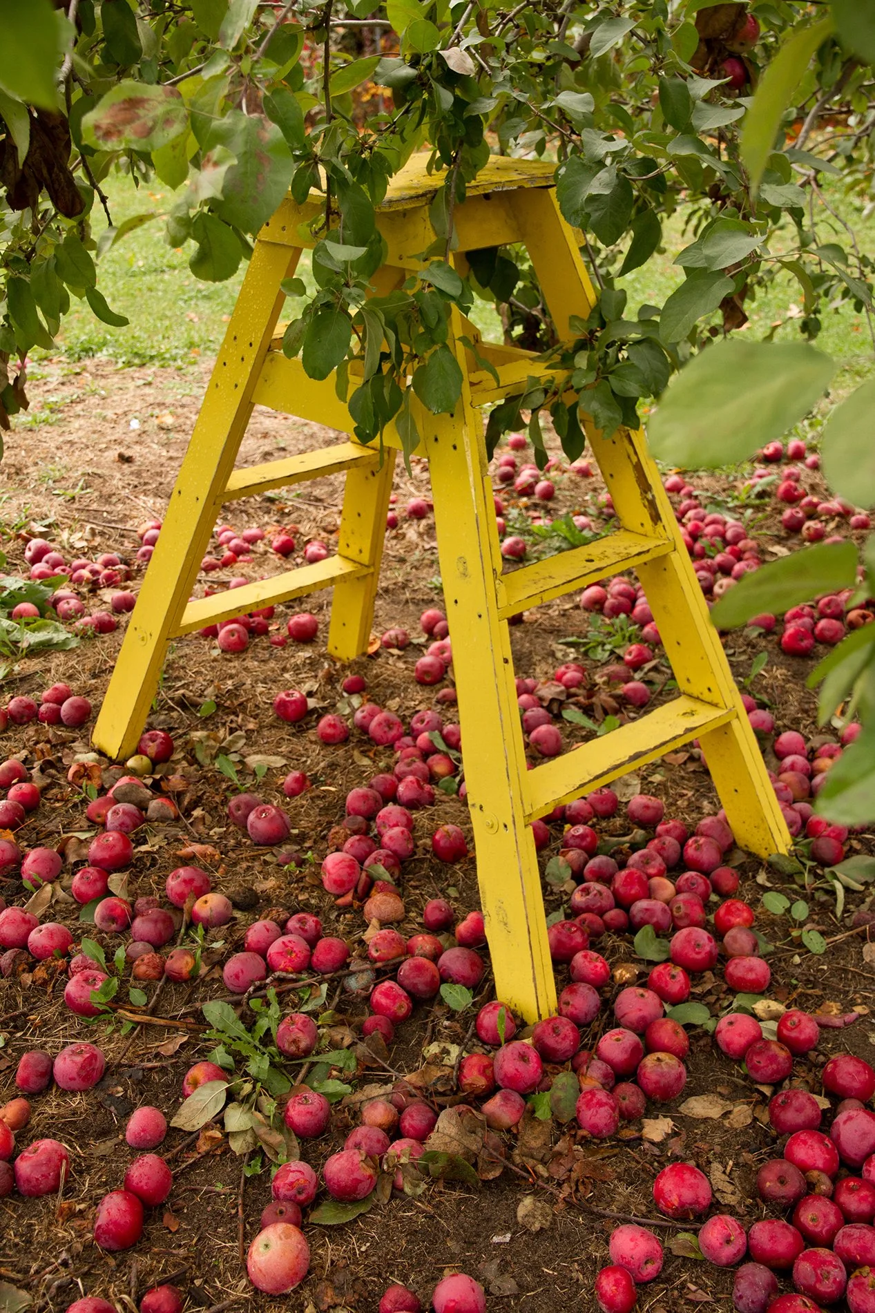 Yellow wooden ladder standing beneath an apple tree, surrounded by hundreds of fallen apples on the orchard floor.