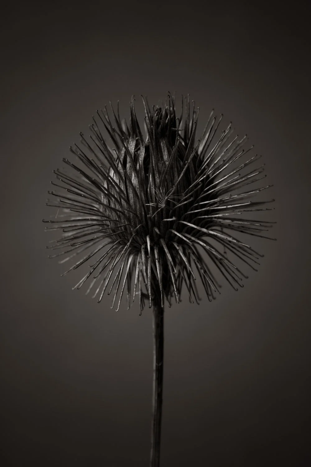 Dried creeping thistle with stem, pod and hooks, macro close-up in black and white