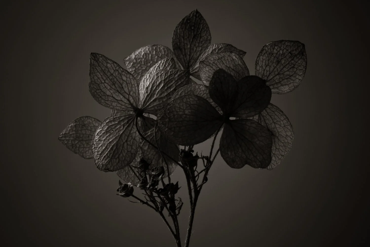 Dried leaves photographed in macro black and white, studio lighting fine art photography