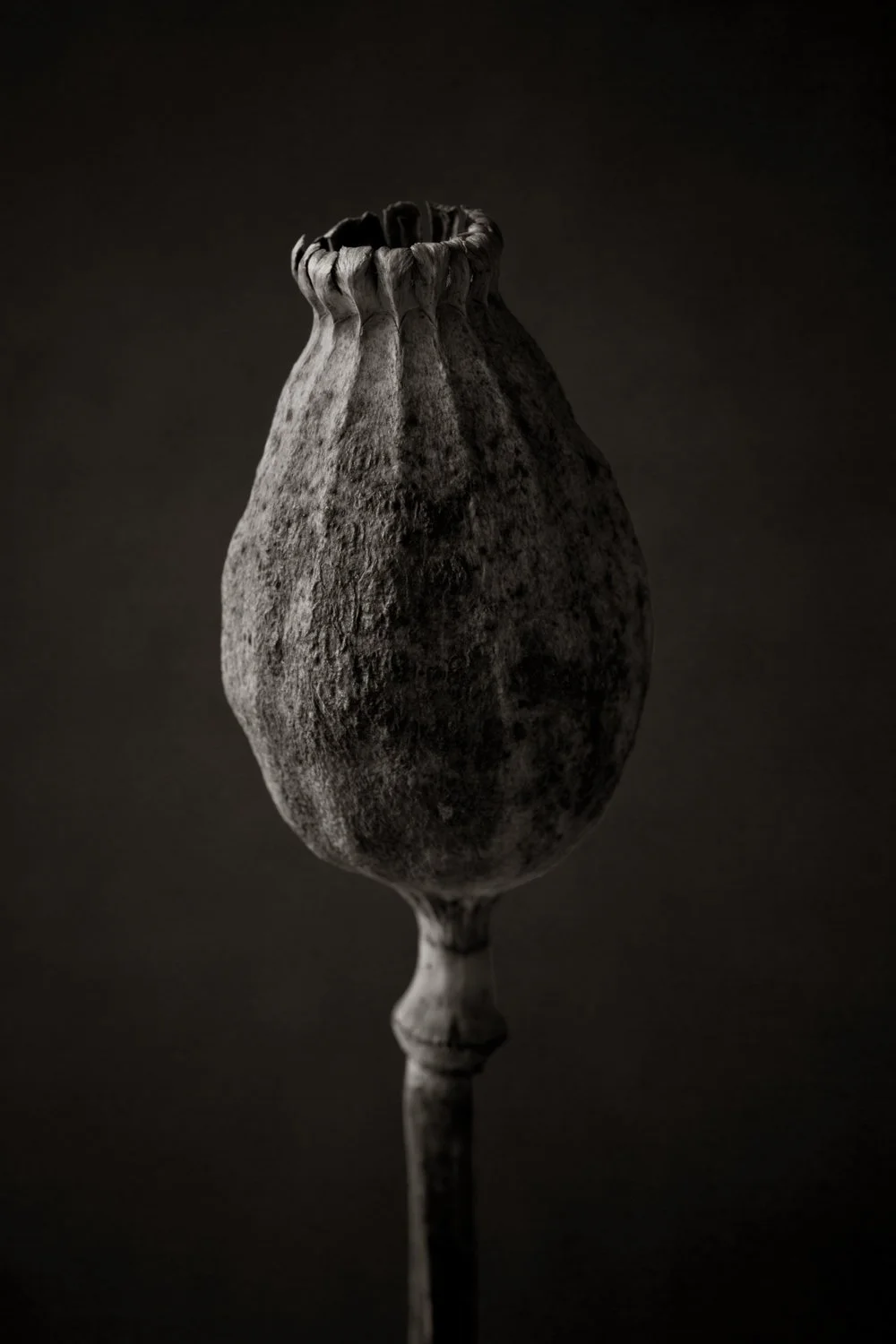 A plant seed pod, dried and photographed in studio with black and white film, moody fine art lighting 