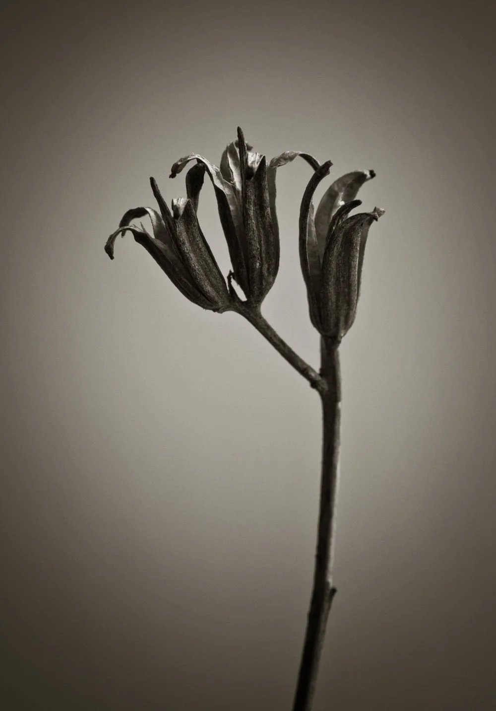 Plant flowers, dried and photographed in studio, studio lighting and macro photography