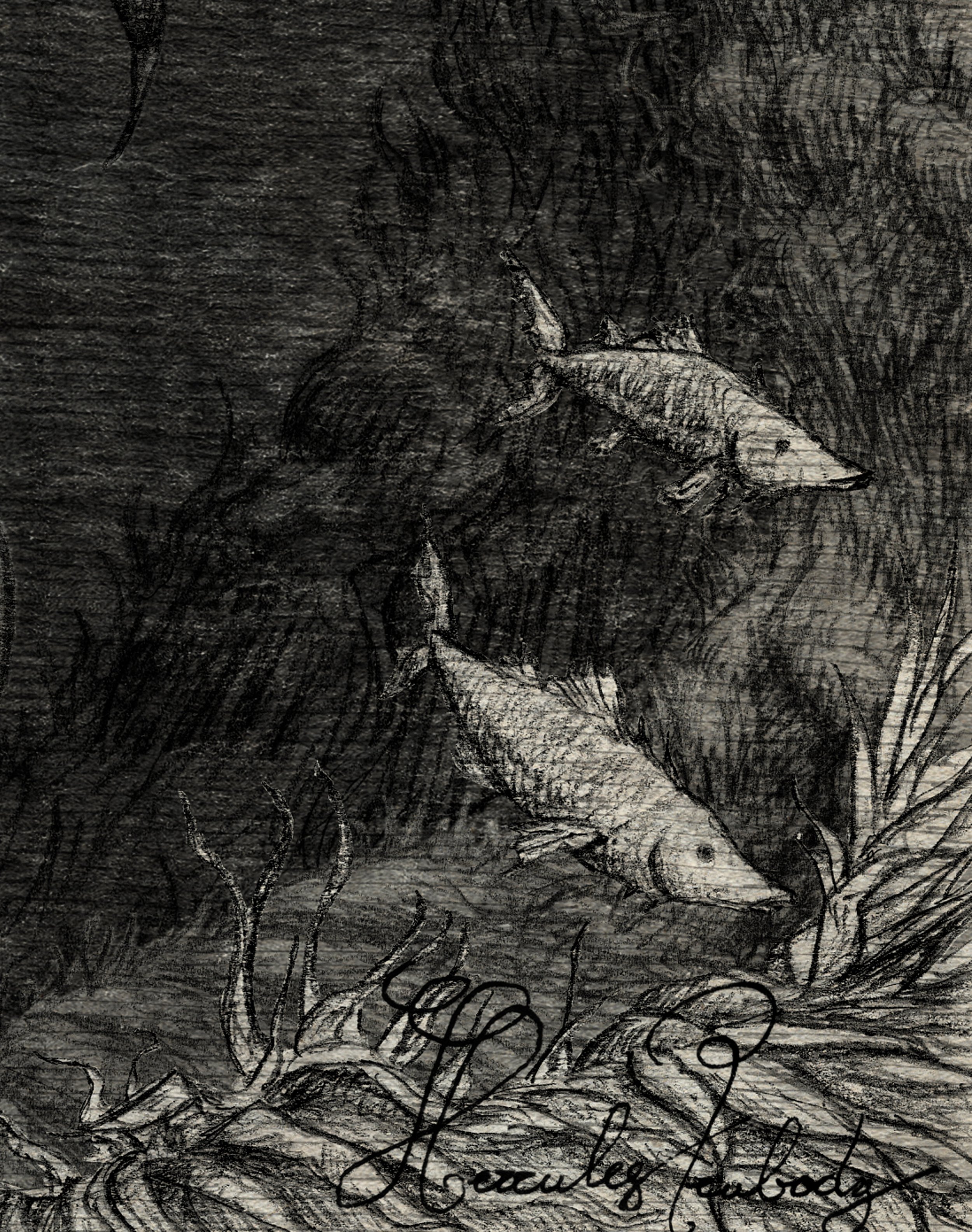 Detailed pencil illustration, underwater view with fish