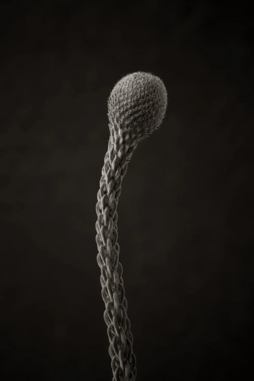Macro photography of plant, natural lighting on black background