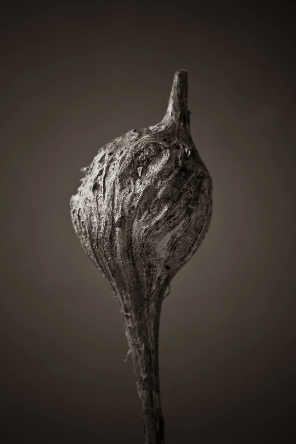 Black and white macro photo of a rotting pod on a plant, studio photo by Lionel May. 